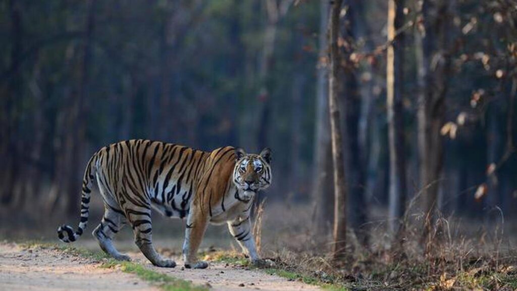Udham Singh Nagar : Tiger attack news