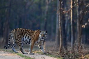 जंगल गए दो युवकों पर बाघ ने हमला कर किया घायल, इलाके में दहशत का माहौल