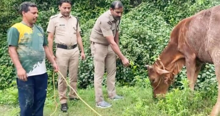 Uttarakhand Police: 05 दिनों से नाले में फसी, गाय को  किया रेस्क्यू
