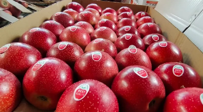 उत्तराखंड का King Rot Apple